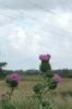 Bull Thistle and birds on wire_thumb.jpg 1.8K